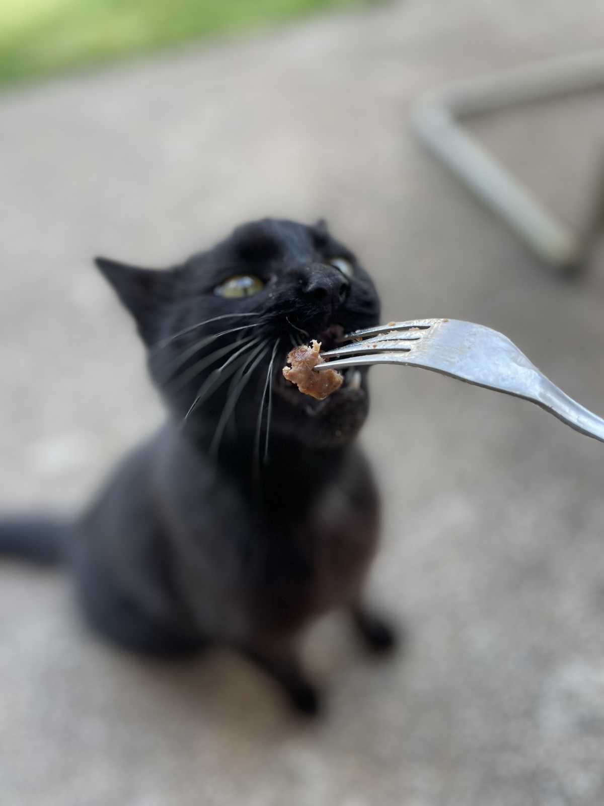 this is black cat