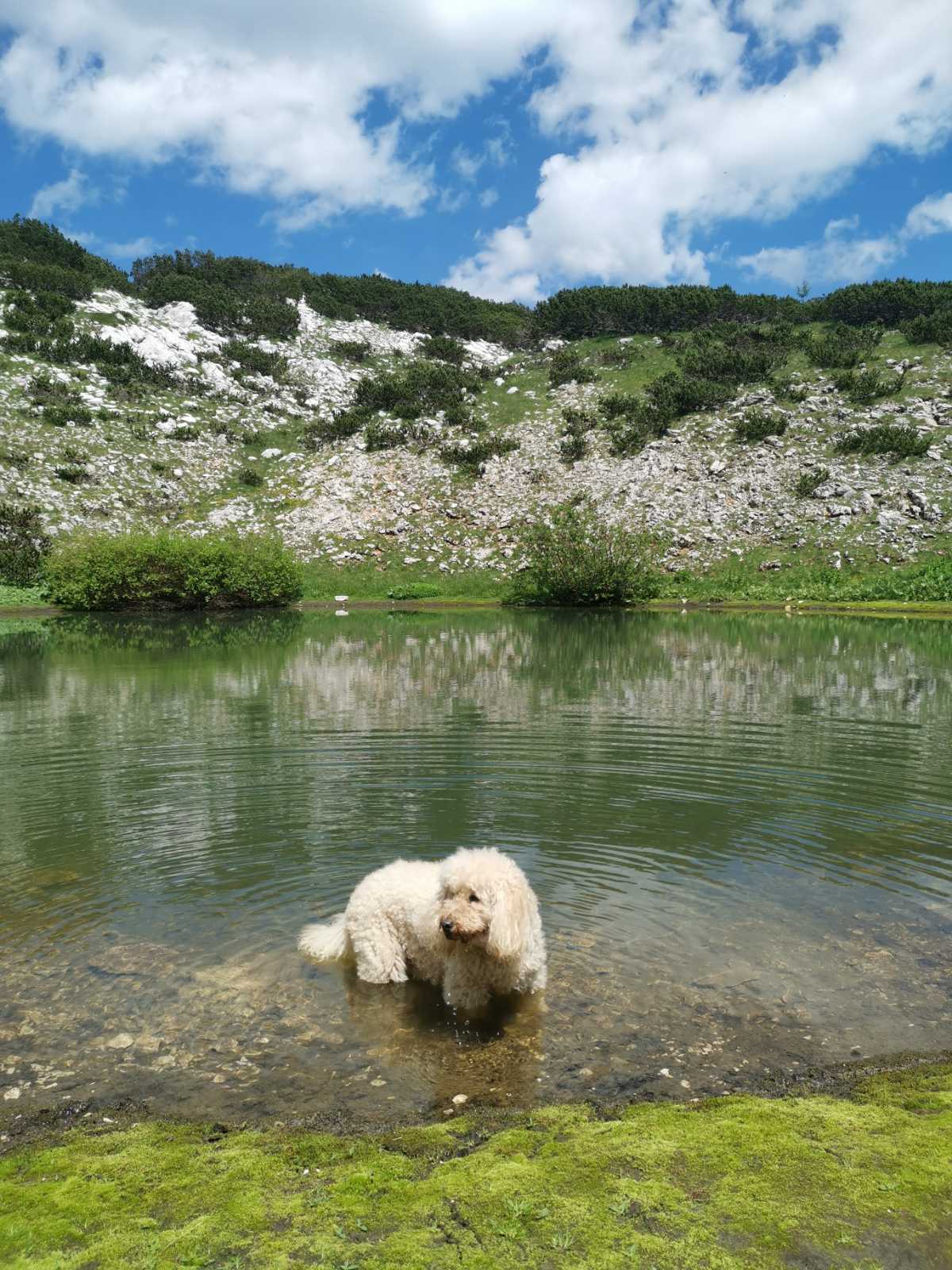 dog swimming in a lake